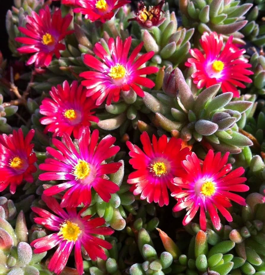 red heirloom flower seeds