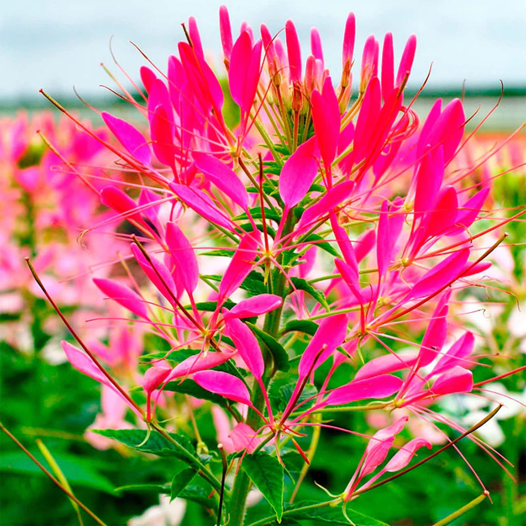 pink cleome flower seeds