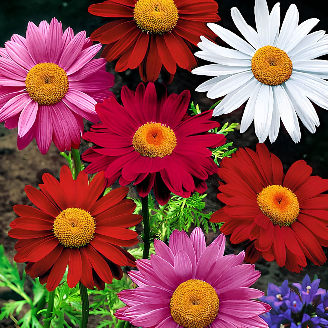 pyrethrum chrysanthemum flower seeds