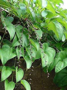 Heirloom Dioscorea Potato Vegetable Seeds for Planting