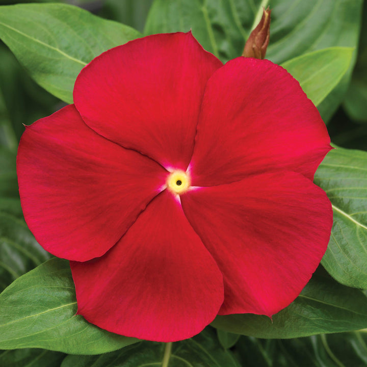 Periwinkle Vinca Red Flower Seeds for Planting 100 pcs