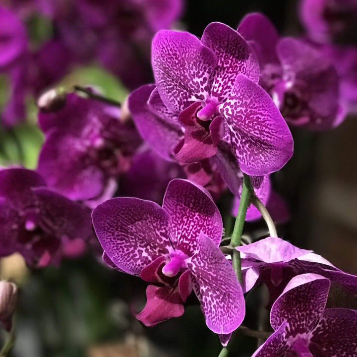 Lavender Phalaenopsis Orchid Flower Seeds for Planting - 100 pcs