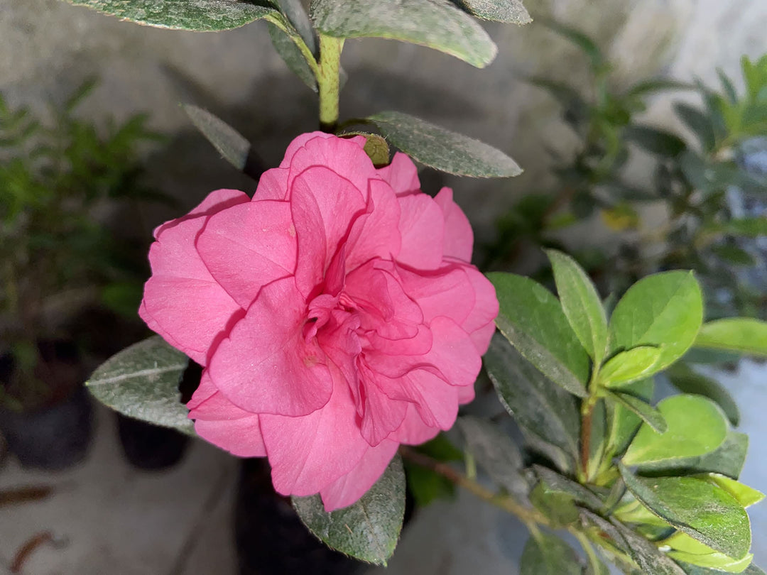 japanese azalea flower seeds
