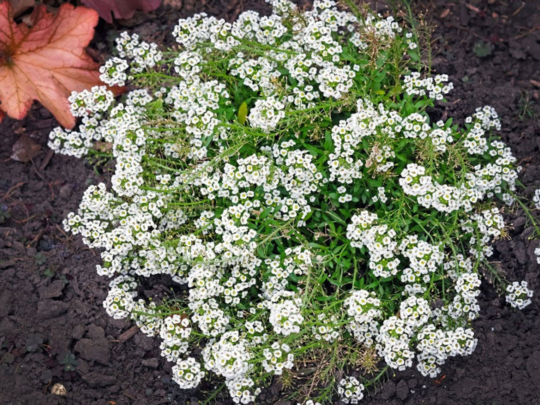 alyssum korb flower seeds