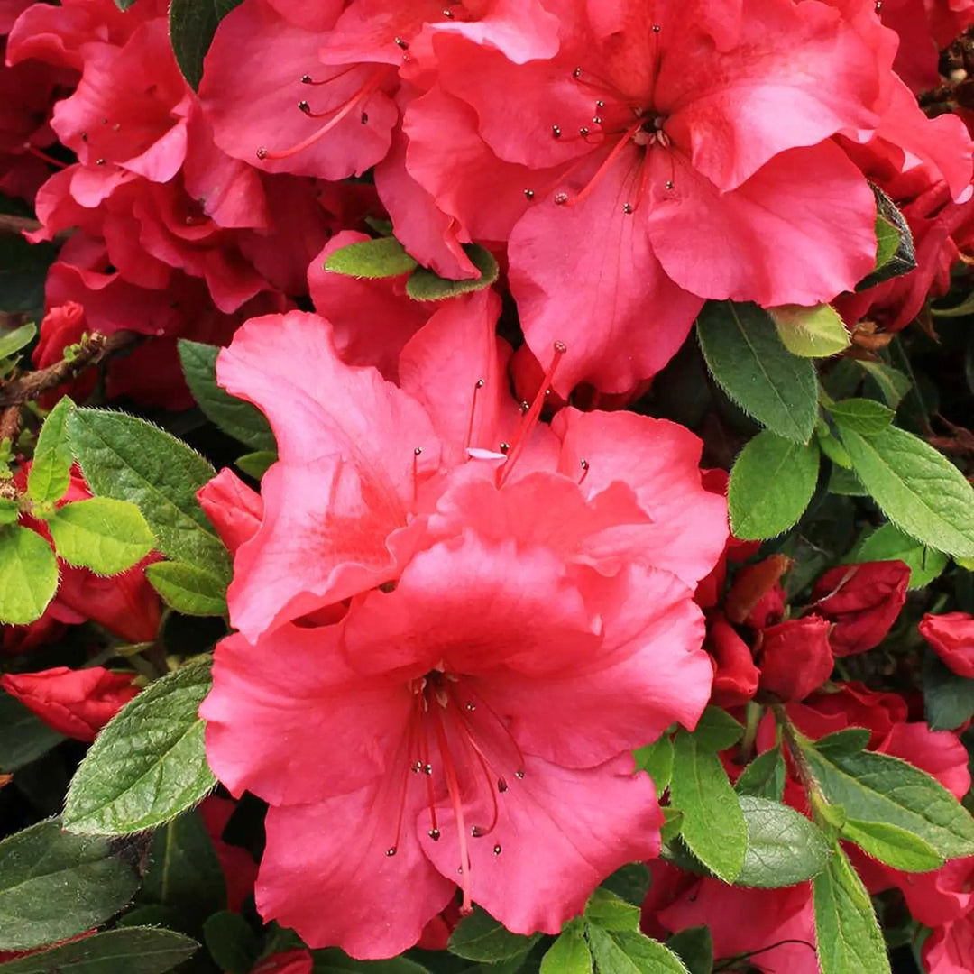 red heirloom flower seeds
