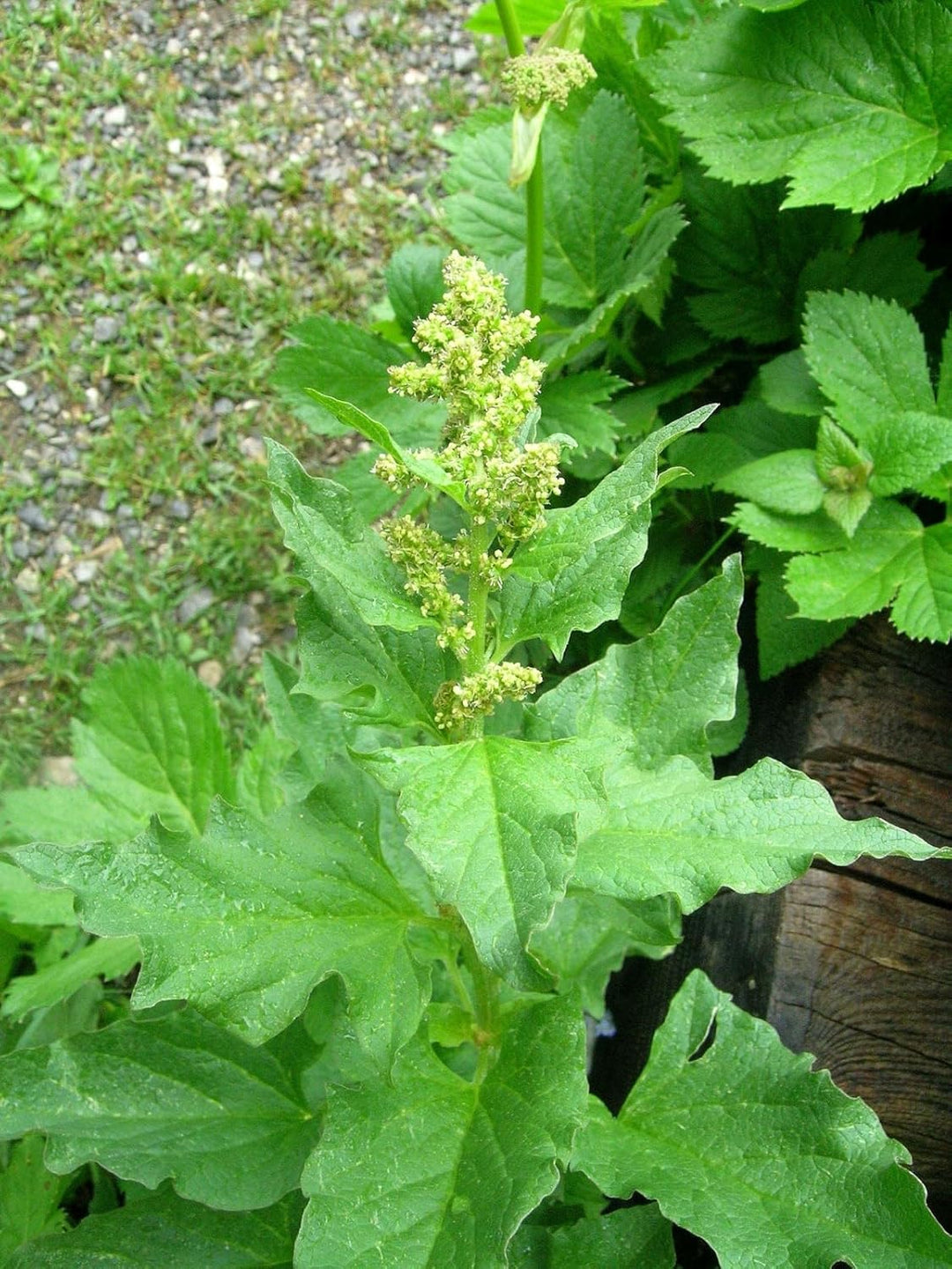 king henry flower seeds