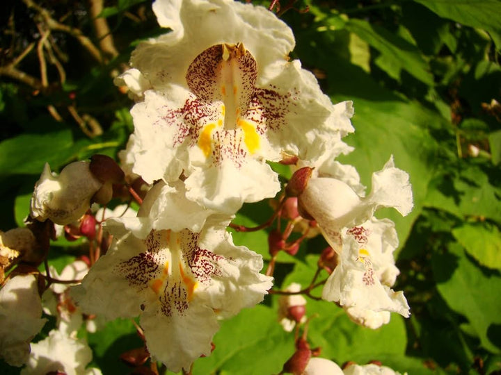 Heirloom Non-GMO Catalpa Flower Seeds for Planting – Ornamental Shade Tree with Fragrant Blooms