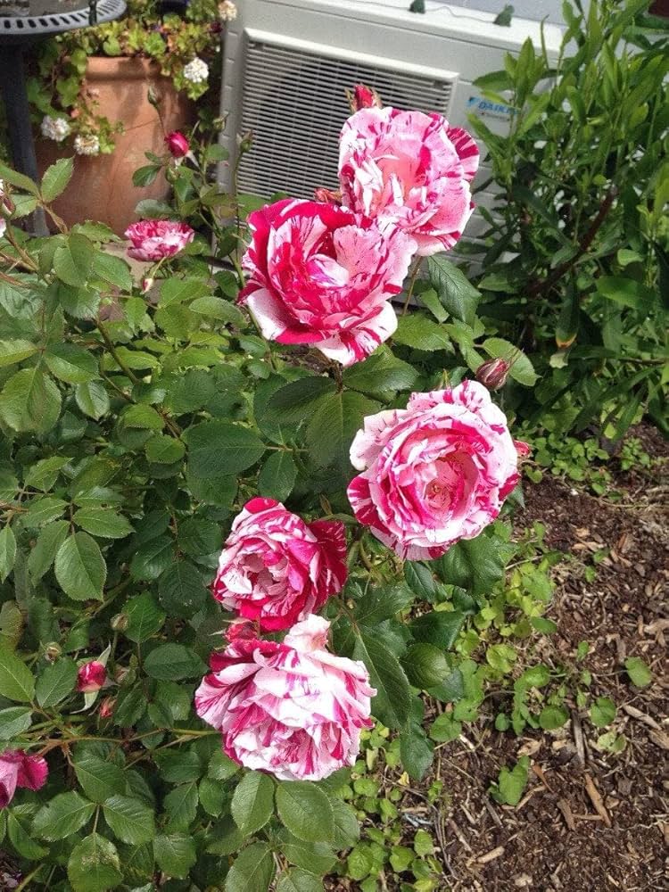 Pink White Rose Blomsterfrø - 100 stk