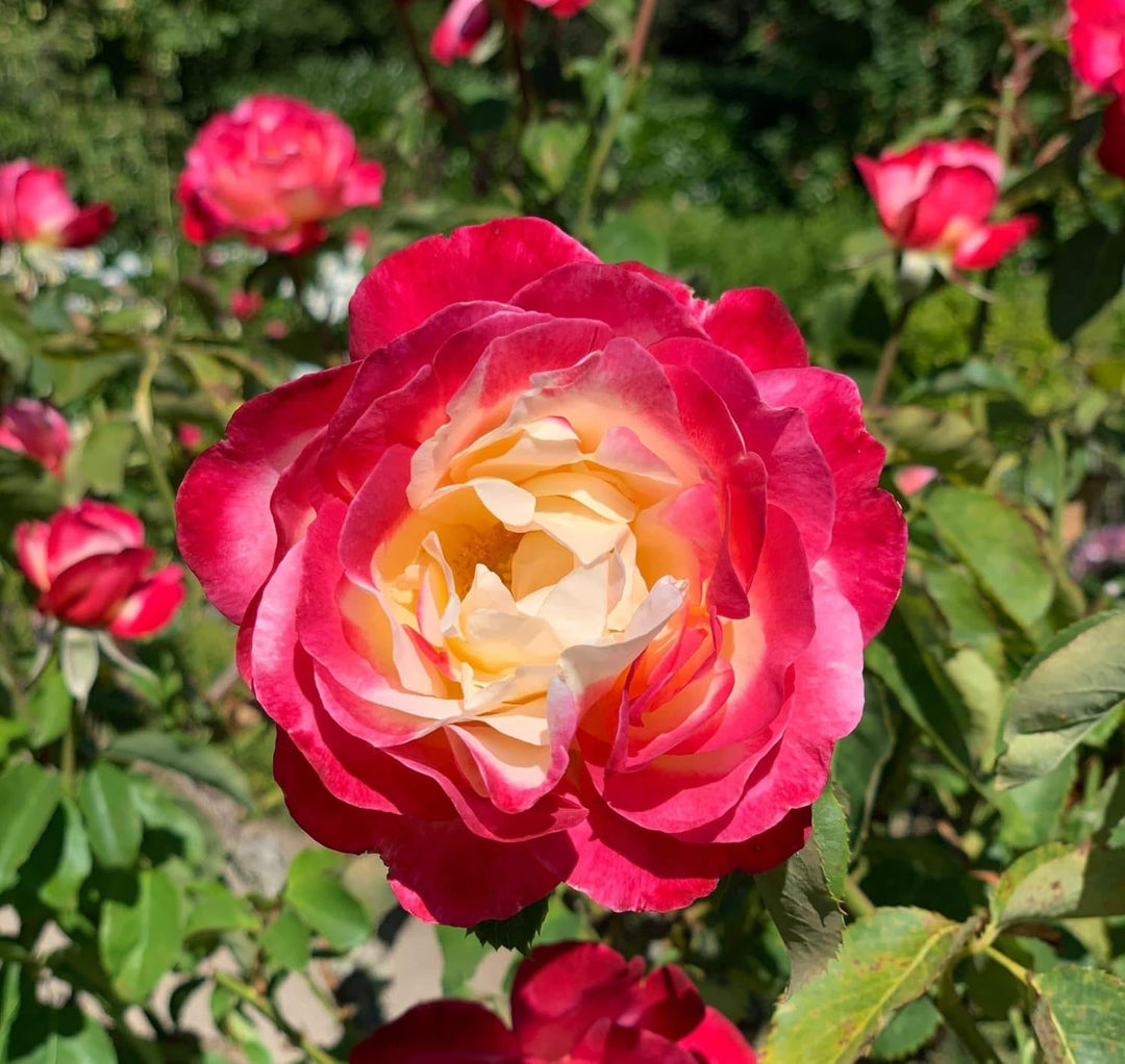yellow rose bush seeds Pink and Yellow Rose Plant Seeds Non-GMO Heirloom Garden Seeds for Planting and Growing
