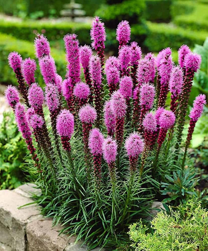 Lavender Liatris Flower Seeds for Planting 100 pcs