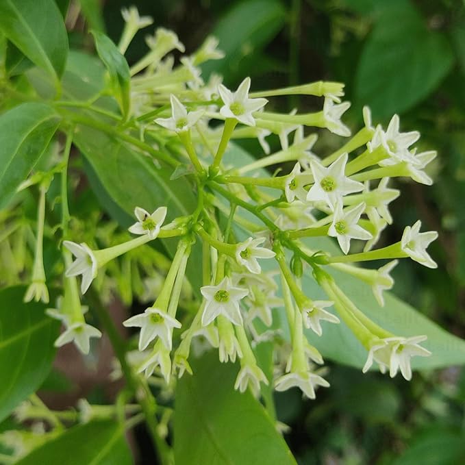 raat ki rani flower seeds Organic Heirloom Non-GMO Raat Ki Rani Seeds for Planting – Night Blooming  Jasmine