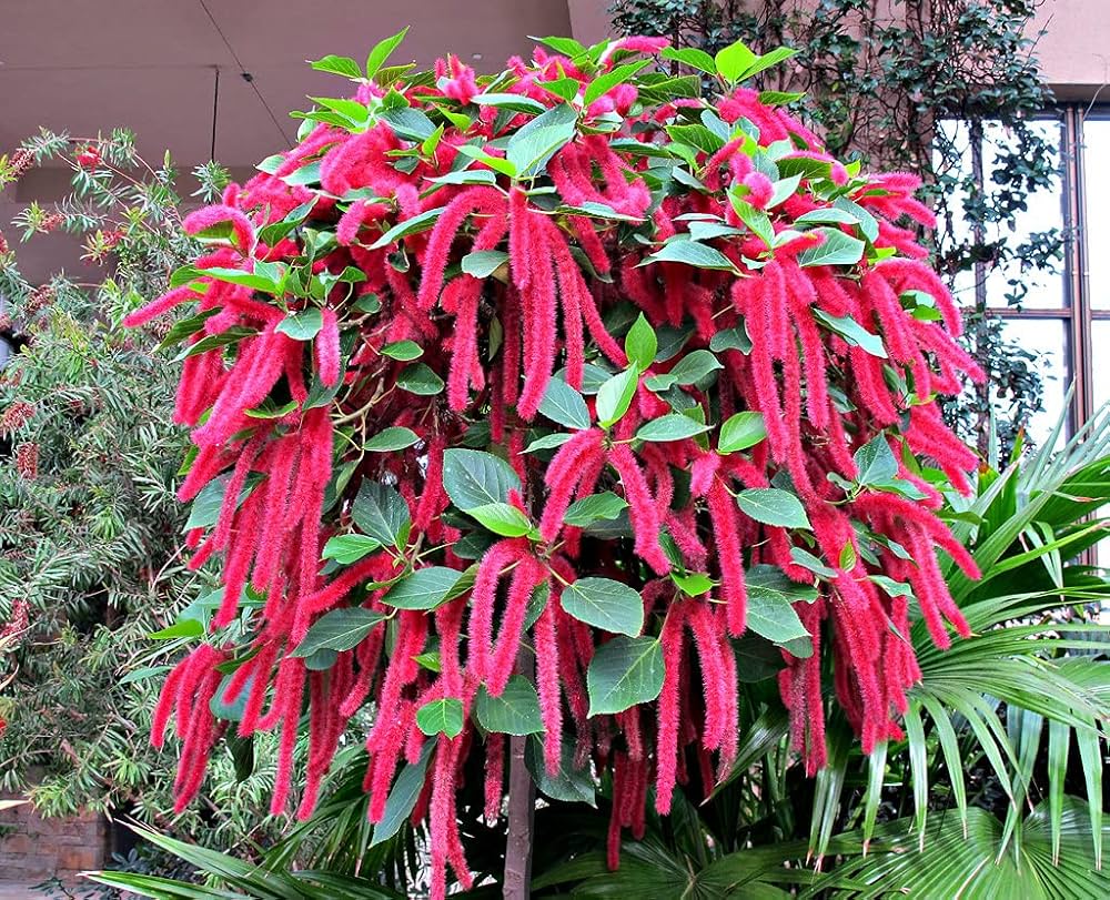 Pink Acalypha Chenille plantefrø til plantning - 100 stk