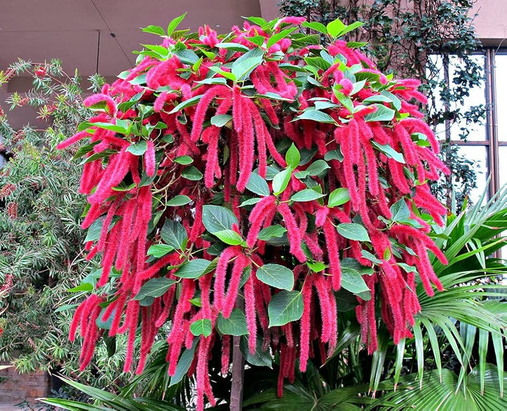 Pink Acalypha Chenille Plant Seeds for Planting - 100 pcs