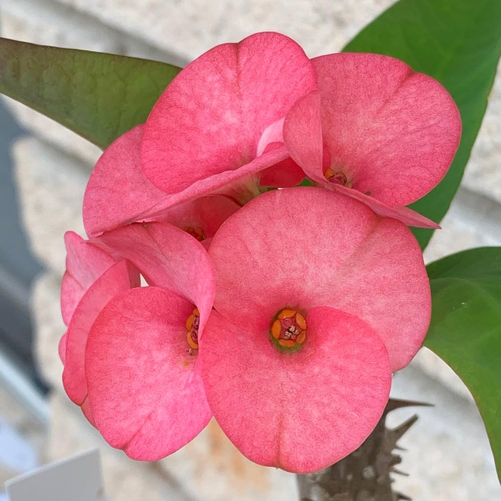 euphorbia milii flower seeds