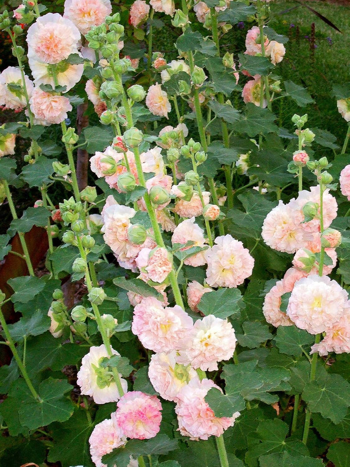 Heirloom Non-GMO Light Pink Althaea Rosea Flower Seeds for Planting