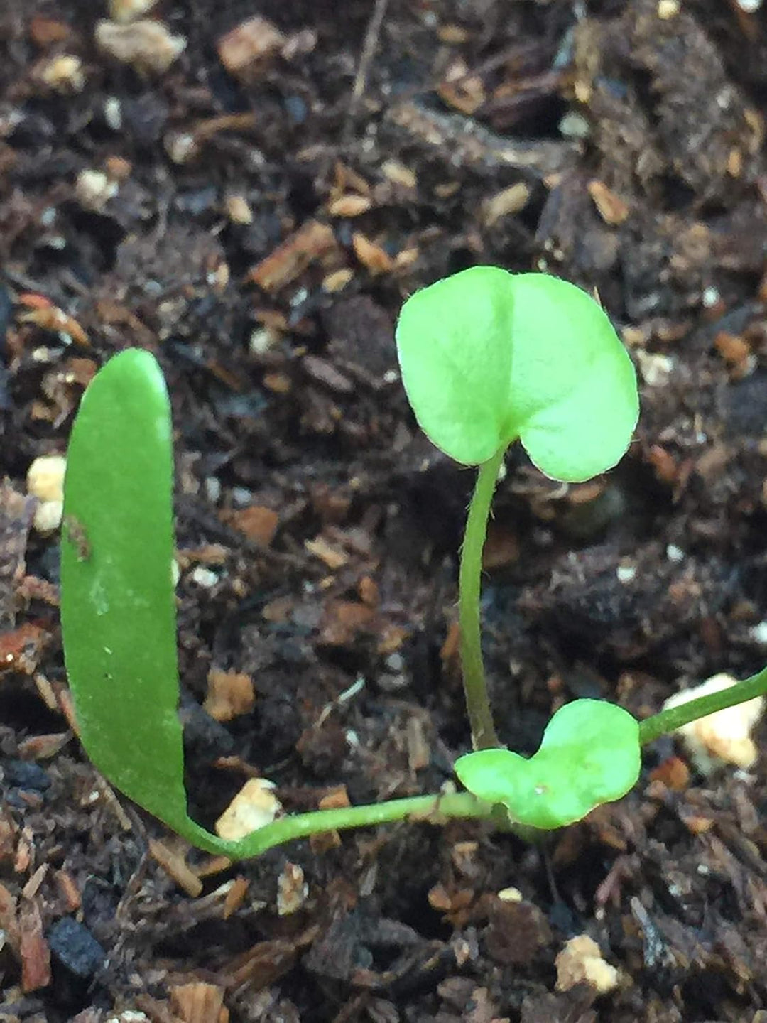 pilea plant seeds Pilea Peperomioides Plant Seeds for Planting – Heirloom Non-GMO Organic Garden Seeds with High Germination