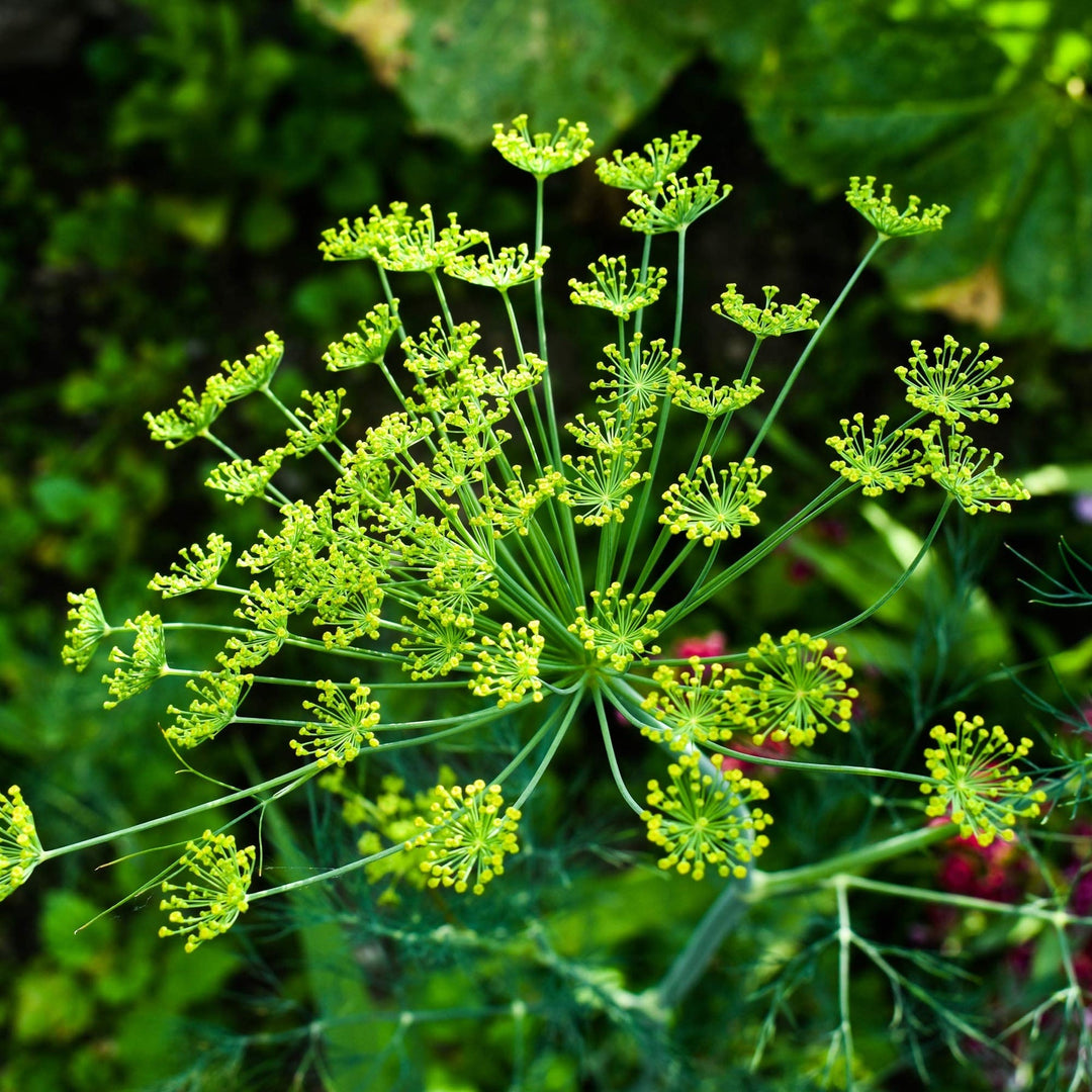 green heirloom flower seeds