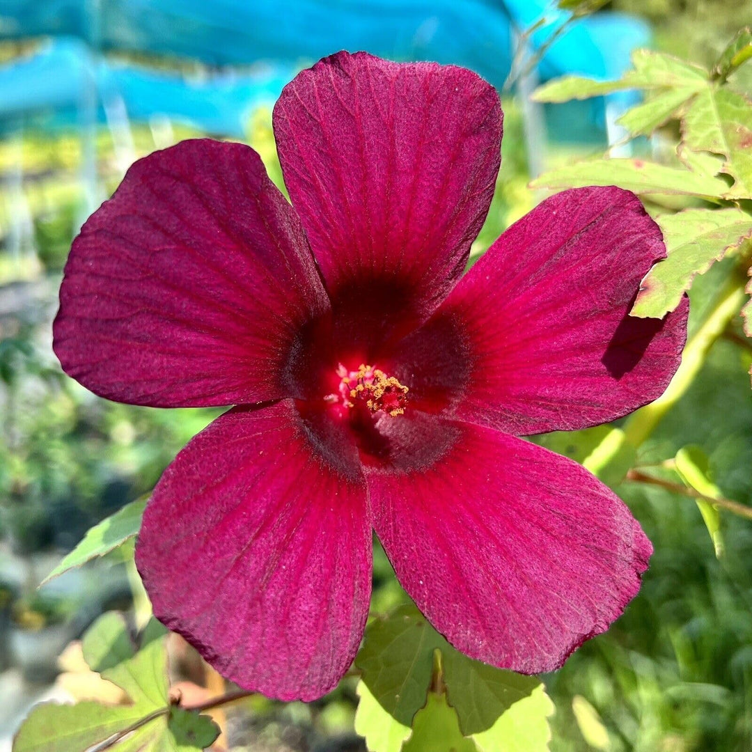 red hibiscus flower seeds
