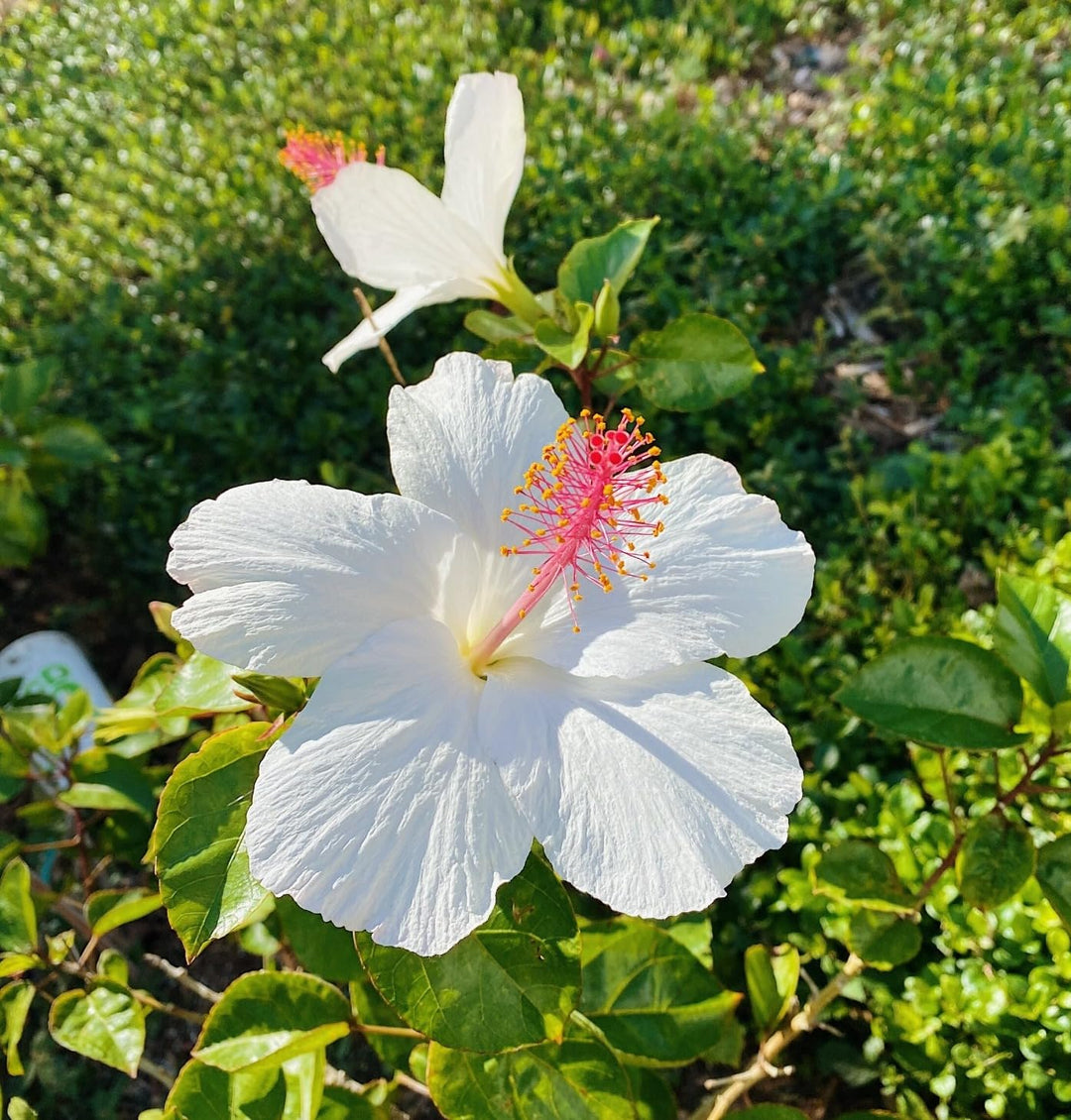 white hibiscus flower seeds