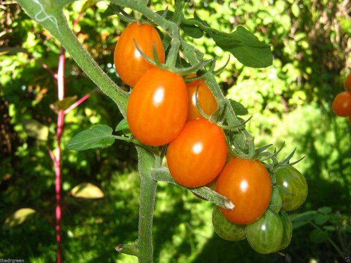 Orange Grape Tomato Seeds for Planting