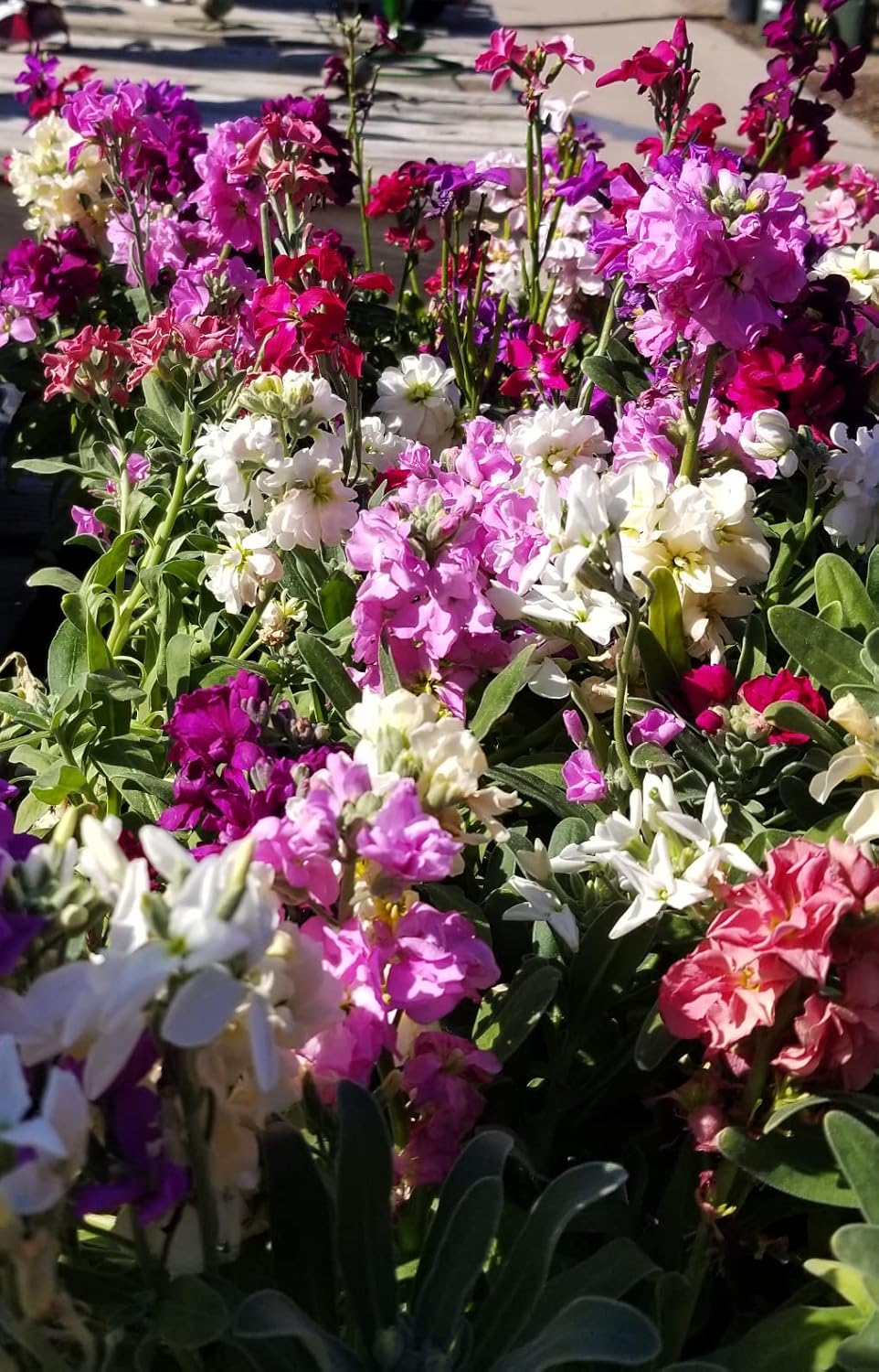 matthiola incana flower seeds