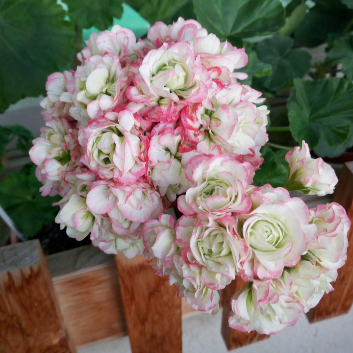 Geranium Apple Blossom Light Pink Flower Seeds for Planting 100 pcs