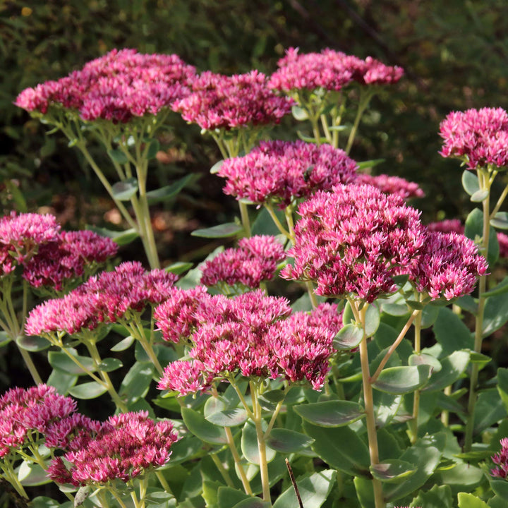 Sedum Emperors blomsterfrø til udplantning - 100 stk