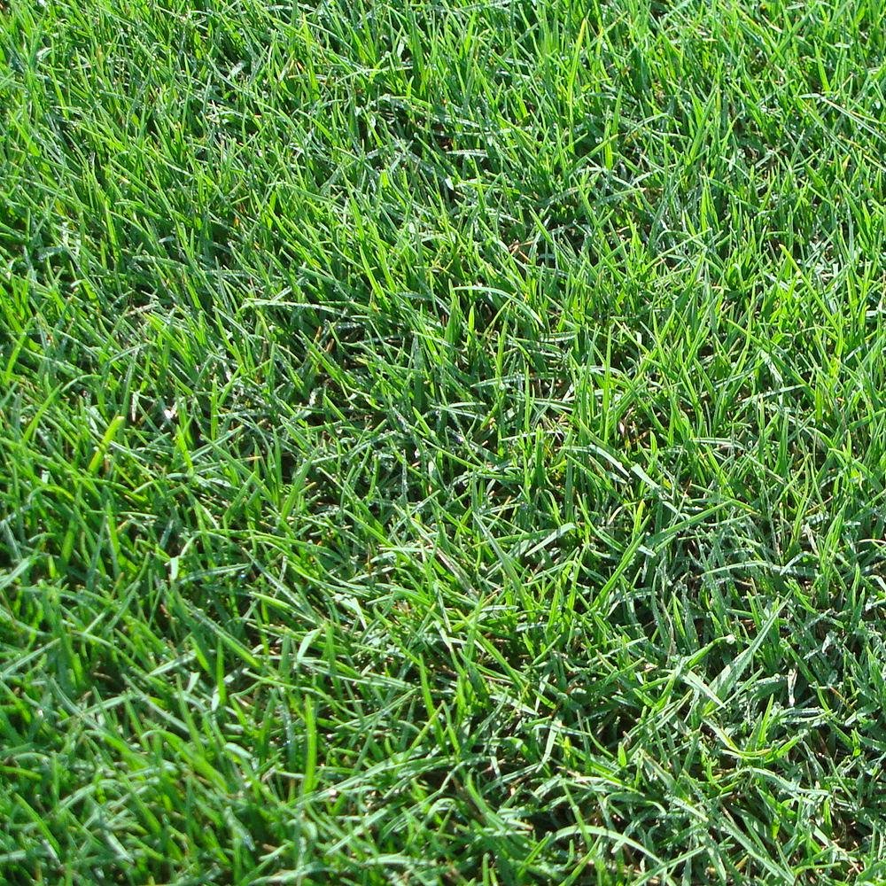 bermuda grass flower seeds
