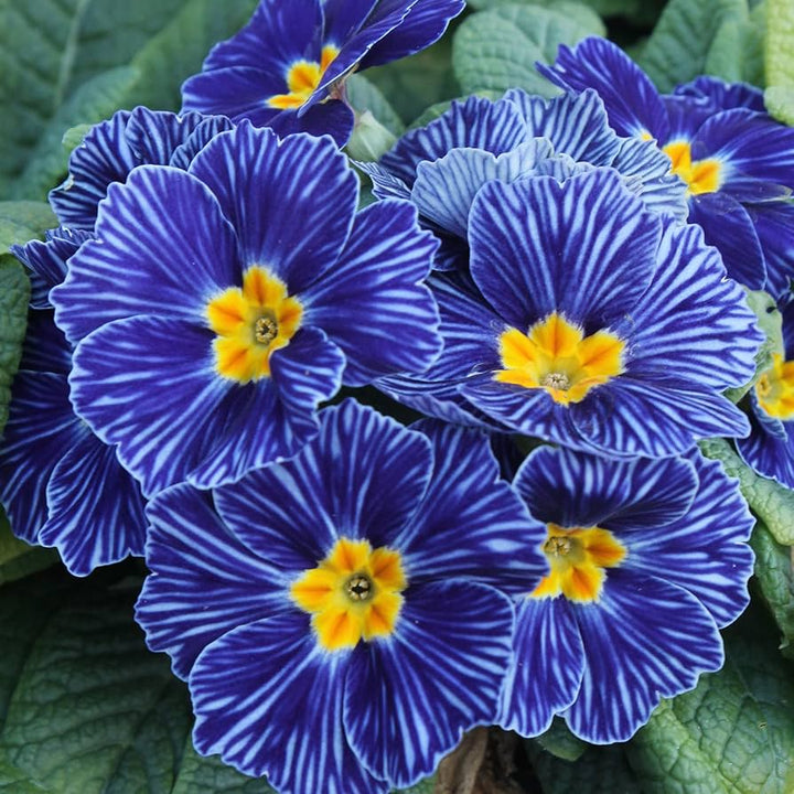 Fresh Primula Flower Seeds for Planting, Light Blue 100 pcs