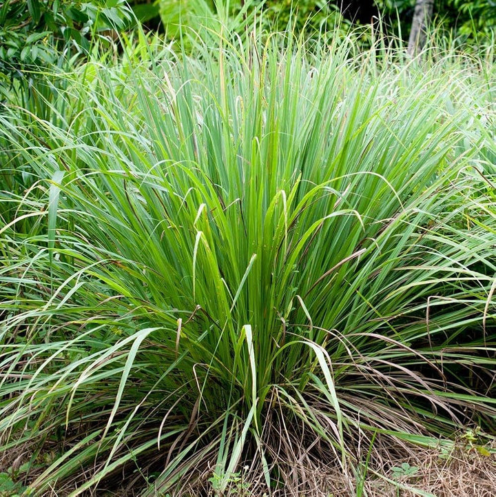 Premium Lemongrass Seeds for Planting – Non-GMO, High Germination Heirloom Organic Garden Seeds for Home Garden & Backyard