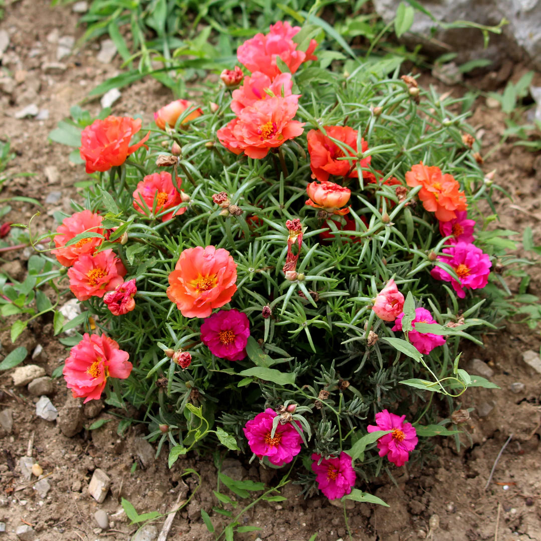 Portulaca Mos Blomsterfrø til Plantning 100 stk