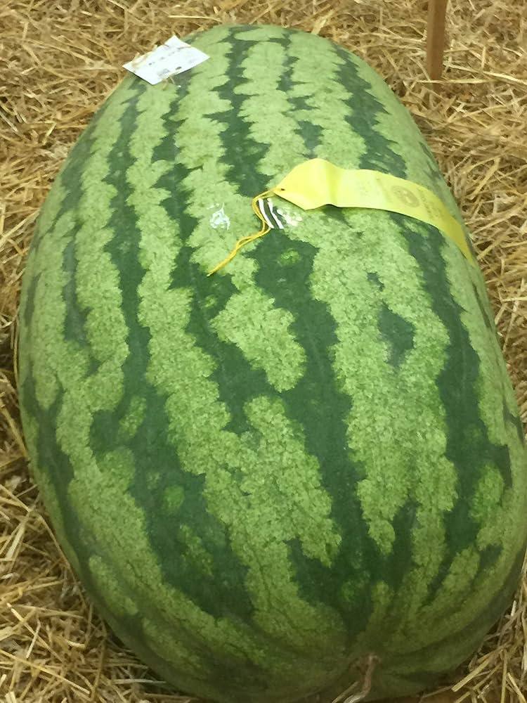 Carolina Cross Watermelon Seeds 