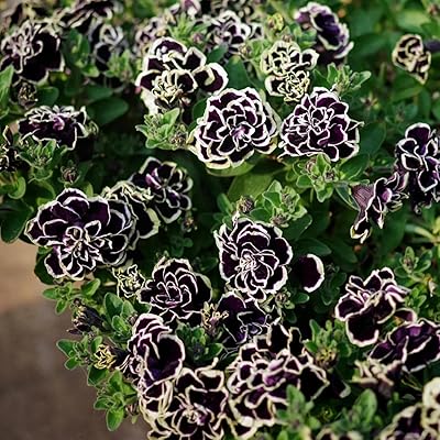 Petunia Merlin Morn Pink Seeds for Planting – Heirloom, Non-GMO Flower Seeds for Vibrant Pink Garden Blooms