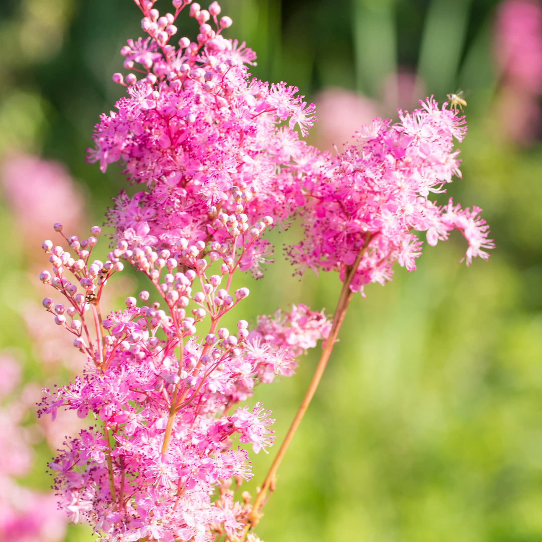 prairie filipendula flower seeds