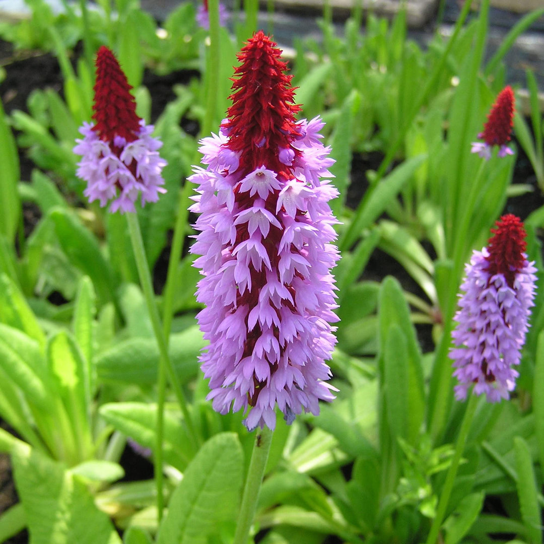 orchid primrose flower seeds