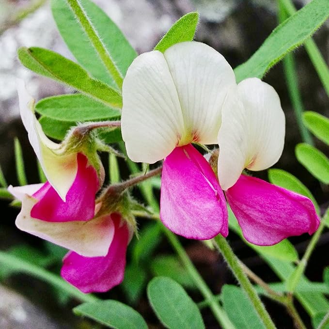 Goat's Rue Flower Seeds for Planting – Heirloom Non-GMO Seeds, Fragrant Pollinator-Friendly Blooms, High Germination