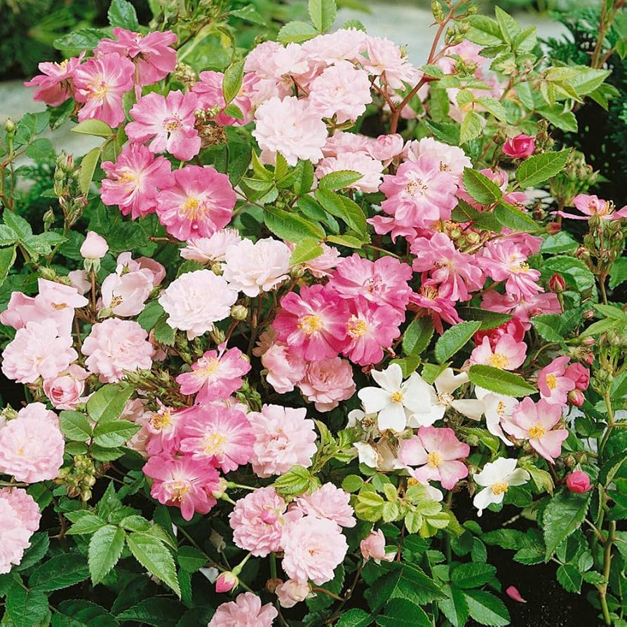 rare chinese flower seeds