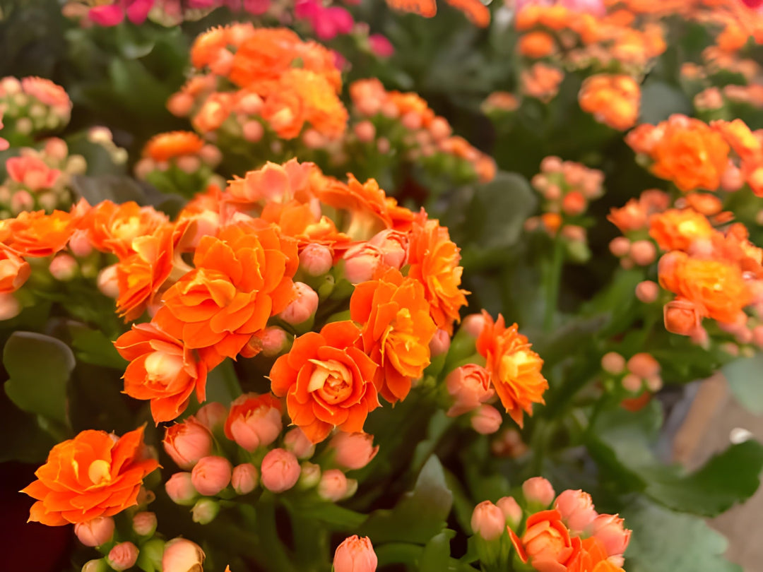 kalanchoe kalanchoe flower seeds