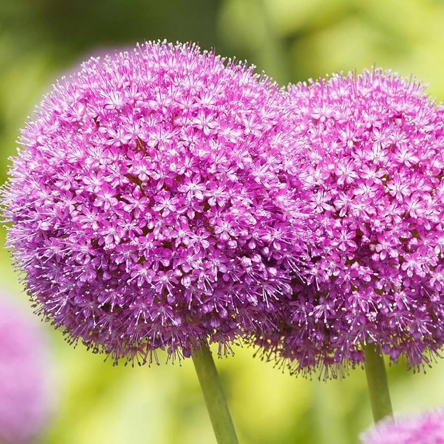giant allium flower seeds