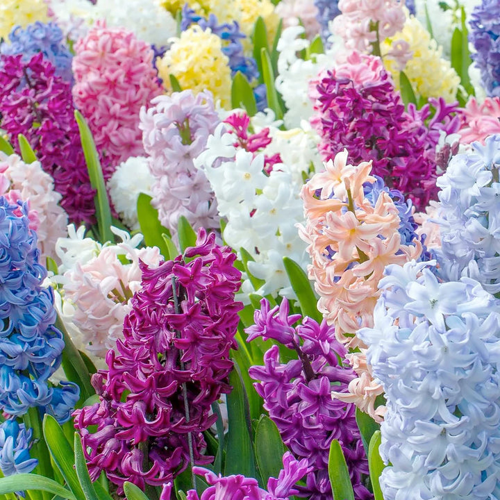 Multi-Color Hyacinthus Orientalis Seeds for Planting – Heirloom, Non-GMO, High Germination Organic Garden Seeds