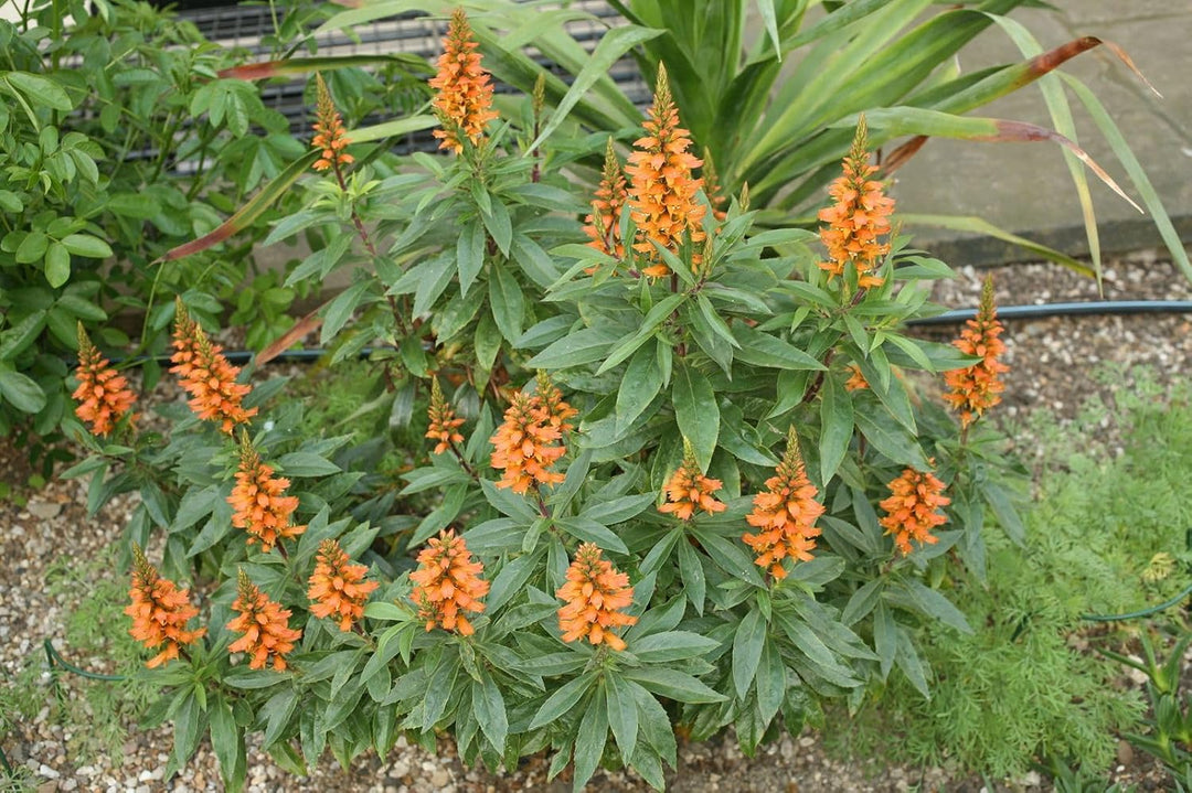 isabelliana flower flower seeds
