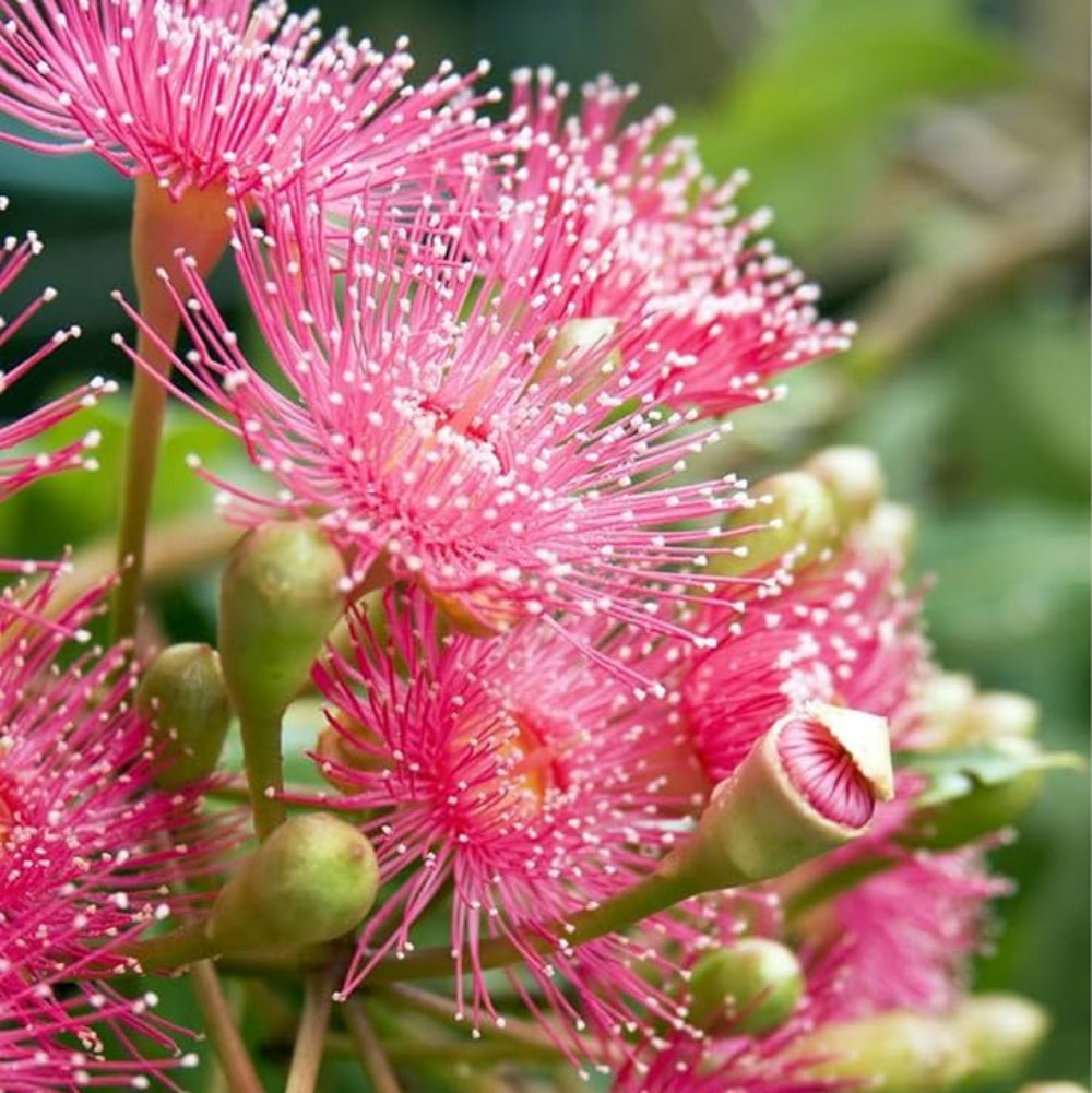 eucalyptus flower flower seeds
