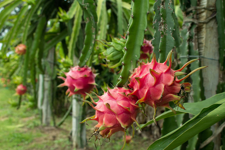 Dragon Cactus Fruit Seeds for Planting - Growing Colorful  Fruits at Home, Heirloom and Non-GMO Seeds