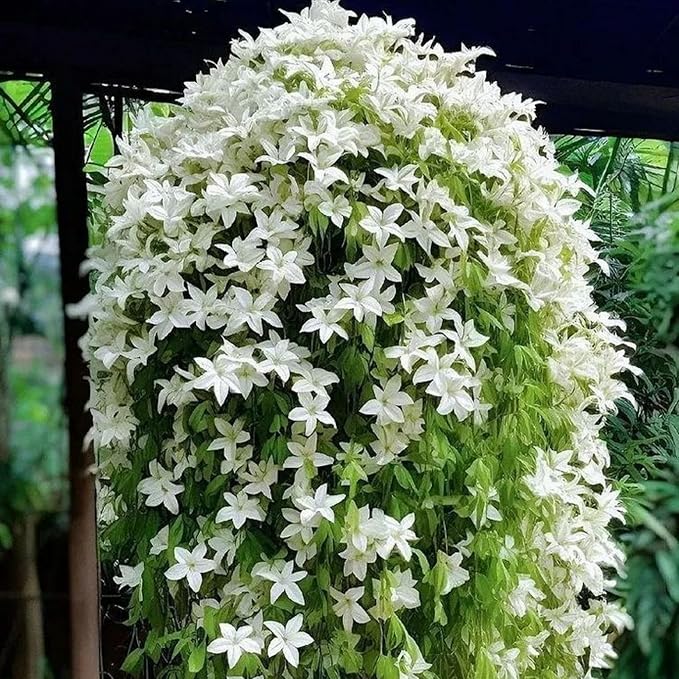 Climbing Weeping Jasmine Flower Seeds for Planting – Heirloom, Non-GMO, Fragrant Vine Seeds