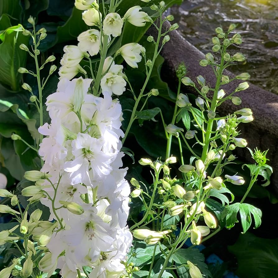white giant flower seeds