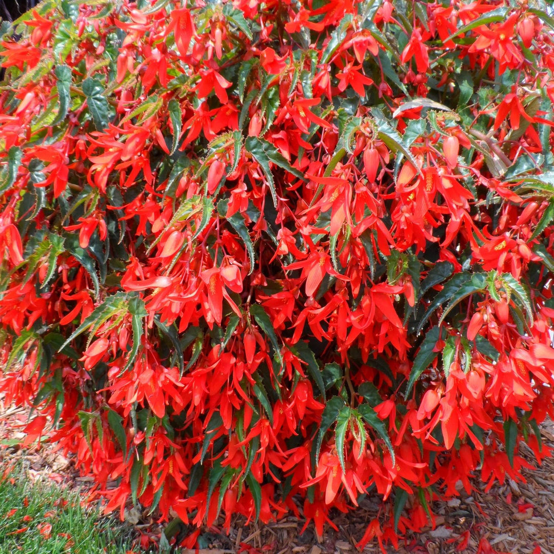 Flower Seeds, Seeds for Planting, Plant Seeds