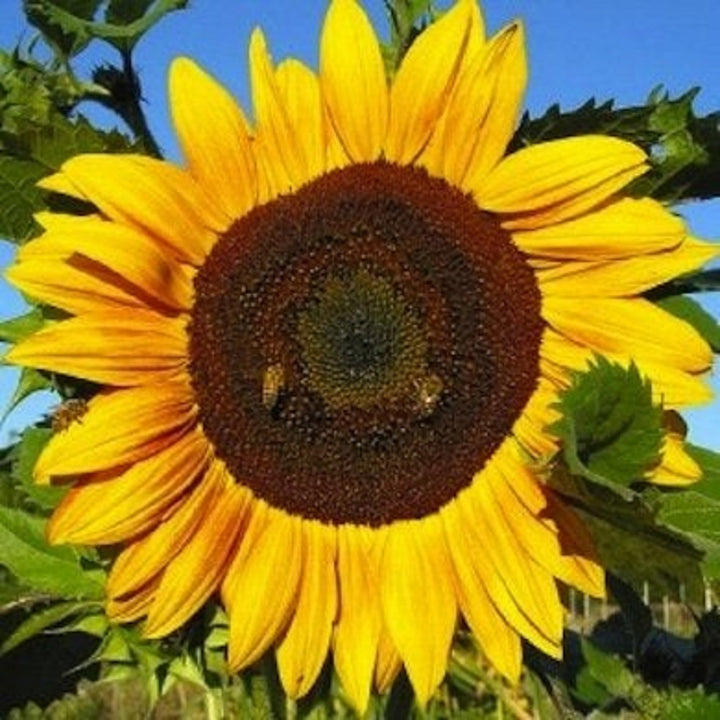 Sunzilla Sunflower Seeds – Heirloom, Non-GMO Giant Sunflower Seeds for Planting Gardens