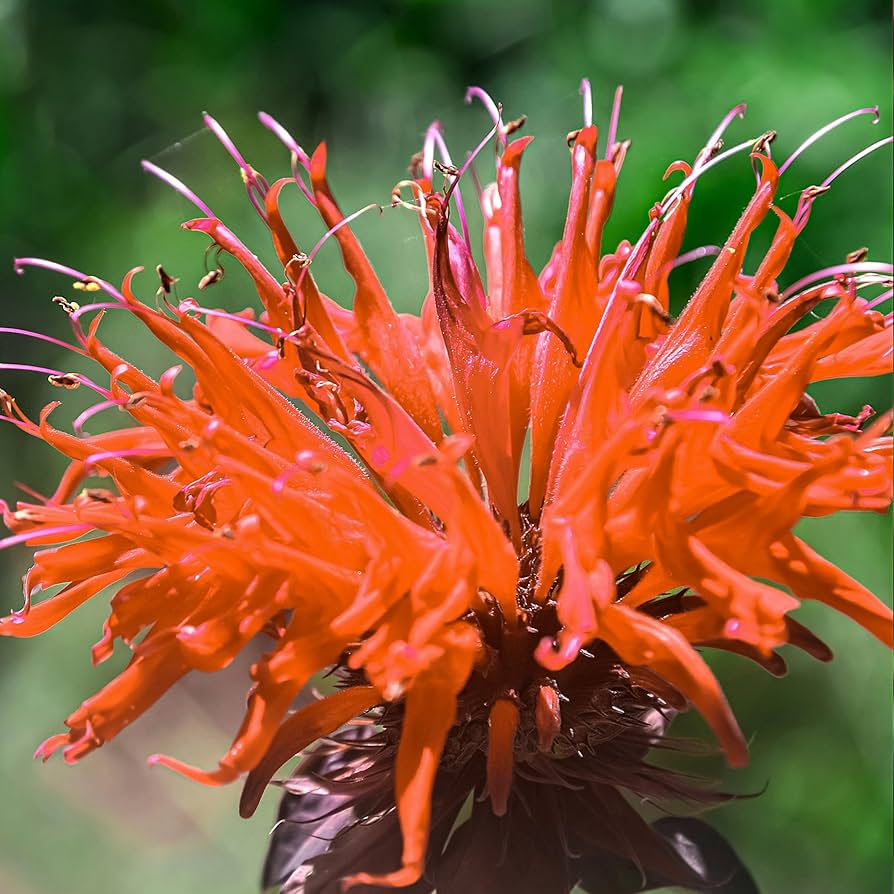 pink monarda flower seeds