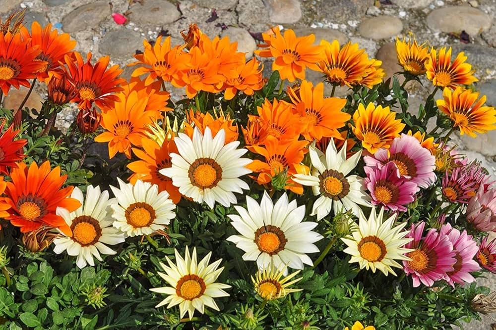 gazania flower flower seeds