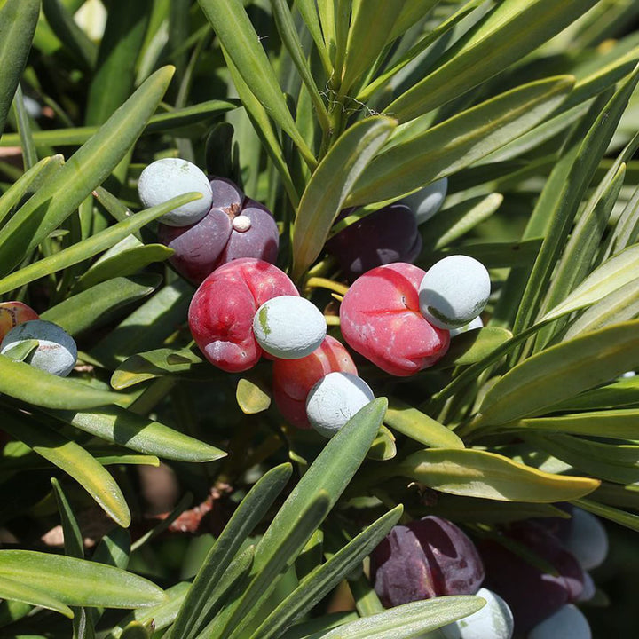 Podocarpus Macrophyllus Plantefrø til udplantning 100 stk